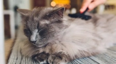 Prečo cat falls wool?